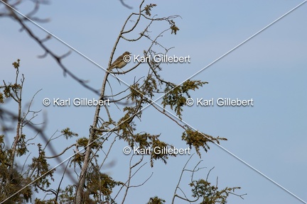 Karl-Gillebert-Pipit-des-arbres-Anthus-trivialis-5044