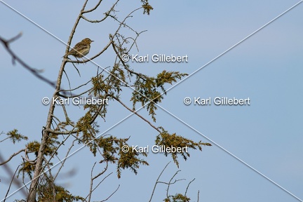 Karl-Gillebert-Pipit-des-arbres-Anthus-trivialis-5047