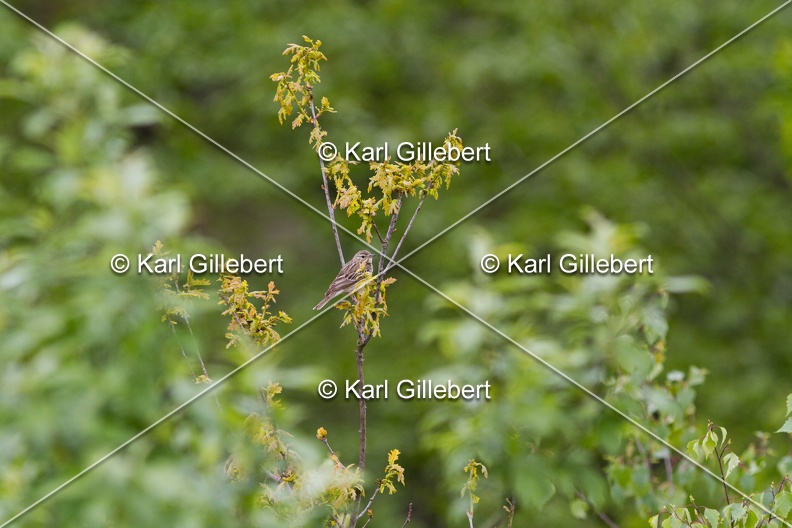 Karl-Gillebert-Pipit-des-arbres-Anthus-trivialis-0424.jpg