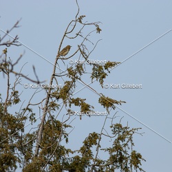 Pipit des arbres - Anthus trivialis