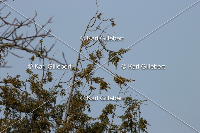 Karl-Gillebert-Pipit-des-arbres-Anthus-trivialis-5040.jpg