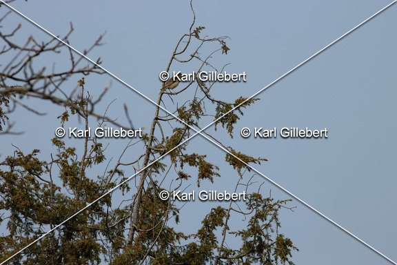 Karl-Gillebert-Pipit-des-arbres-Anthus-trivialis-5040