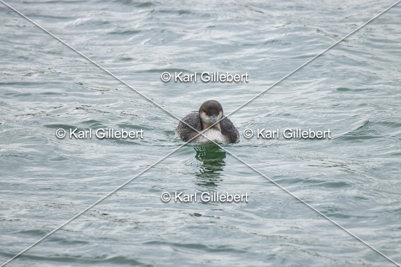 Karl-Gillebert-Plongeon-arctique-Gavia-arctica-0850.jpg
