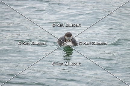 Karl-Gillebert-Plongeon-arctique-Gavia-arctica-0850