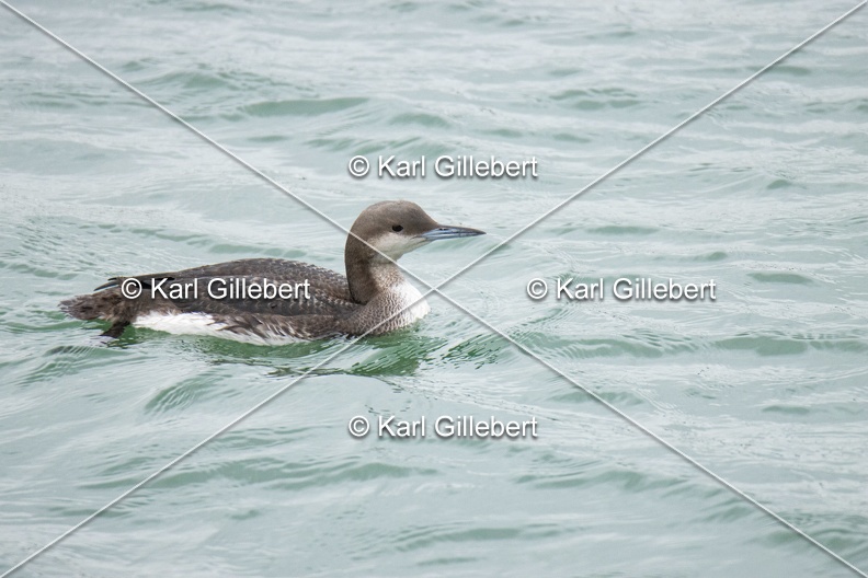 Karl-Gillebert-Plongeon-arctique-Gavia-arctica-0868.jpg