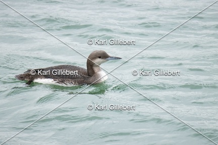 Karl-Gillebert-Plongeon-arctique-Gavia-arctica-0868