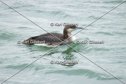Karl-Gillebert-Plongeon-arctique-Gavia-arctica-0871