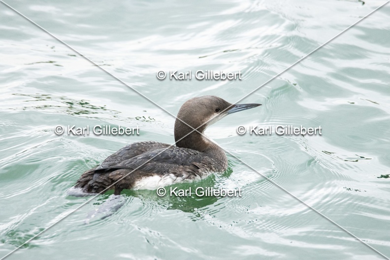 Karl-Gillebert-Plongeon-arctique-Gavia-arctica-0900