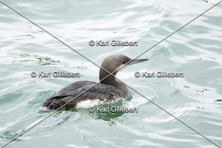Karl-Gillebert-Plongeon-arctique-Gavia-arctica-0900