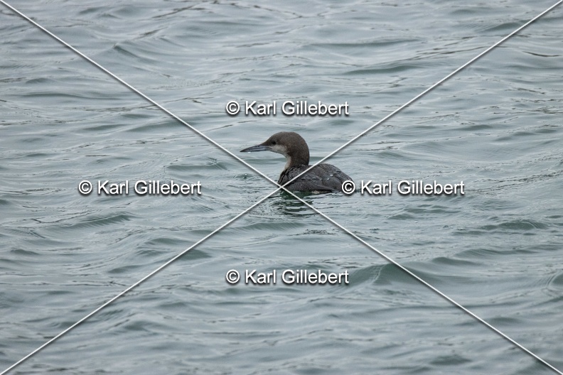 Karl-Gillebert-Plongeon-arctique-Gavia-arctica-9477.jpg