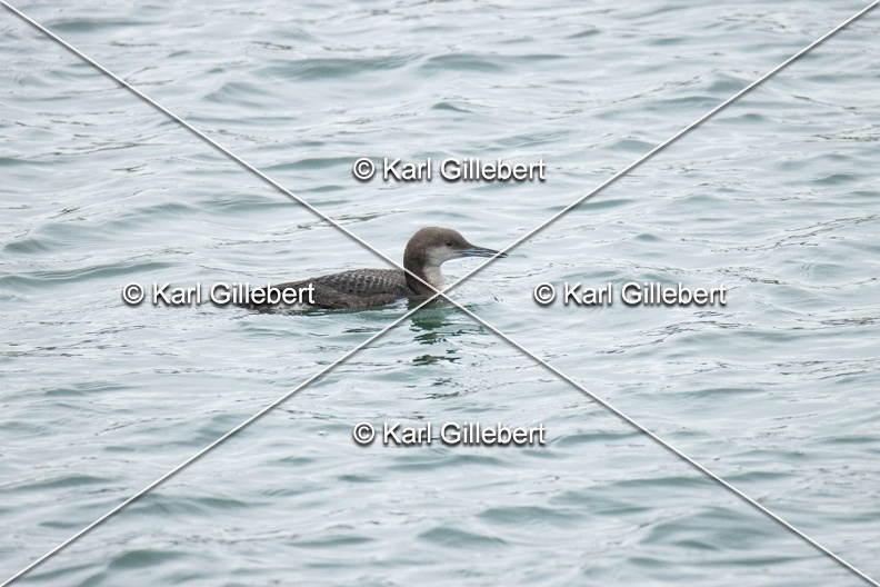 Karl-Gillebert-Plongeon-arctique-Gavia-arctica-9490.jpg