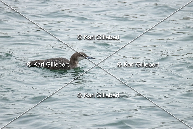 Karl-Gillebert-Plongeon-arctique-Gavia-arctica-9505.jpg