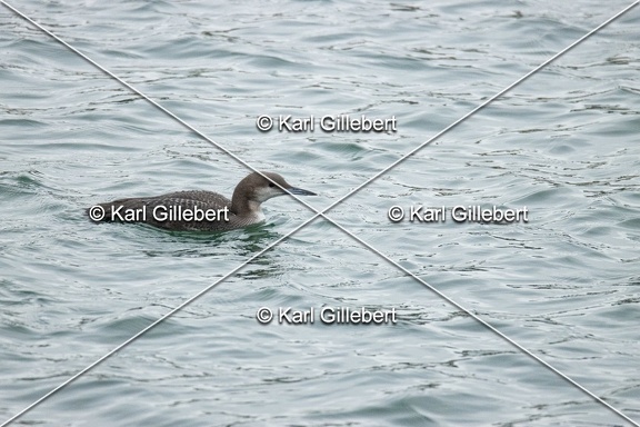 Karl-Gillebert-Plongeon-arctique-Gavia-arctica-9505