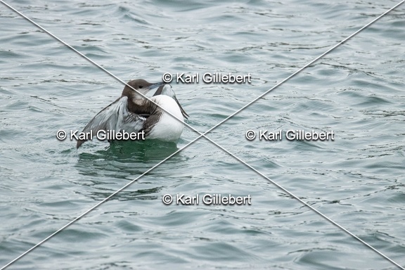 Karl-Gillebert-Plongeon-arctique-Gavia-arctica-9510