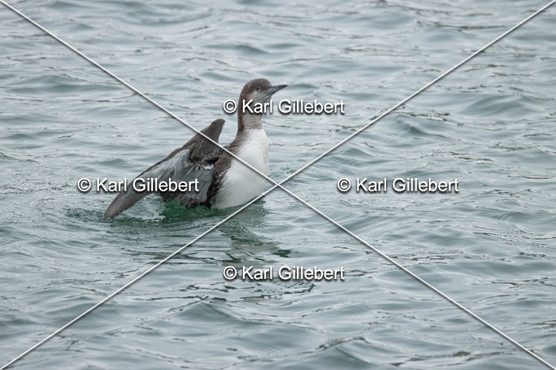 Karl-Gillebert-Plongeon-arctique-Gavia-arctica-9513.jpg