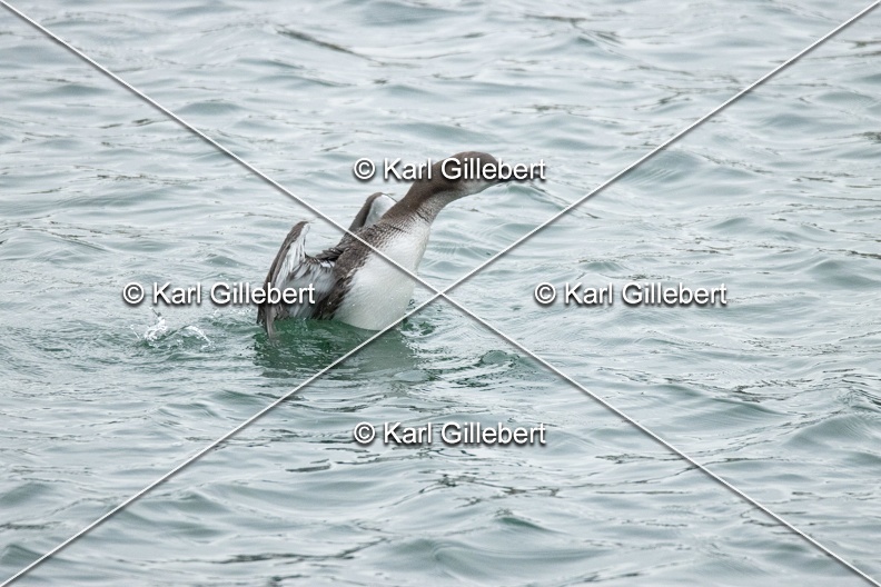 Karl-Gillebert-Plongeon-arctique-Gavia-arctica-9515.jpg