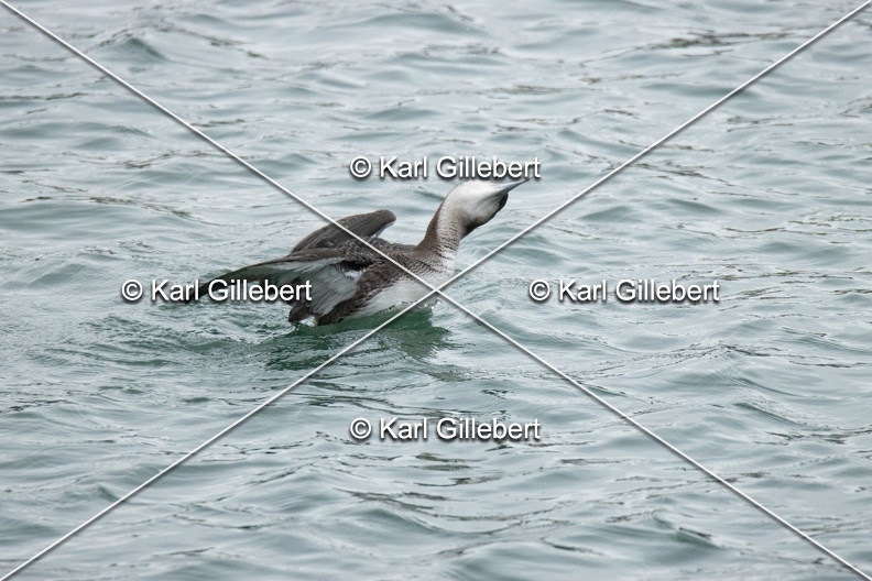 Karl-Gillebert-Plongeon-arctique-Gavia-arctica-9517.jpg