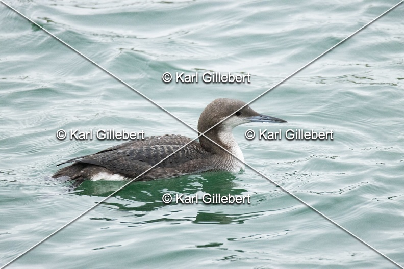 Karl-Gillebert-Plongeon-arctique-Gavia-arctica-9540.jpg