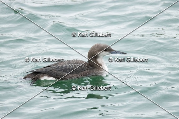 Karl-Gillebert-Plongeon-arctique-Gavia-arctica-9540