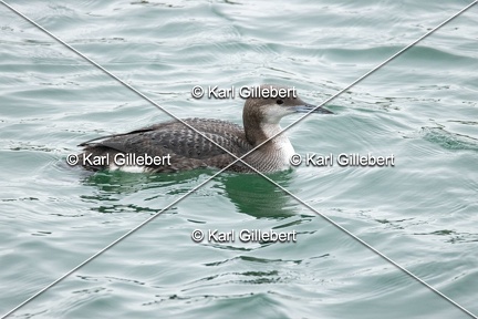 Karl-Gillebert-Plongeon-arctique-Gavia-arctica-9541