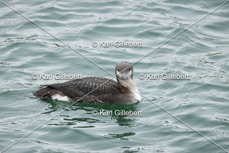 Karl-Gillebert-Plongeon-arctique-Gavia-arctica-9543