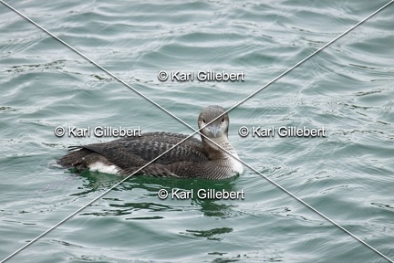 Karl-Gillebert-Plongeon-arctique-Gavia-arctica-9543