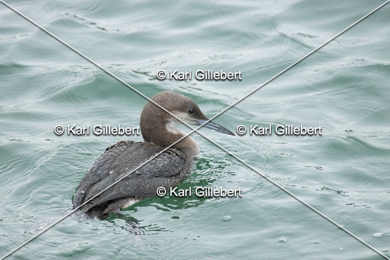 Karl-Gillebert-Plongeon-arctique-Gavia-arctica-9555.jpg