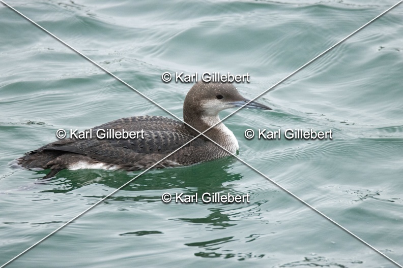 Karl-Gillebert-Plongeon-arctique-Gavia-arctica-9569.jpg