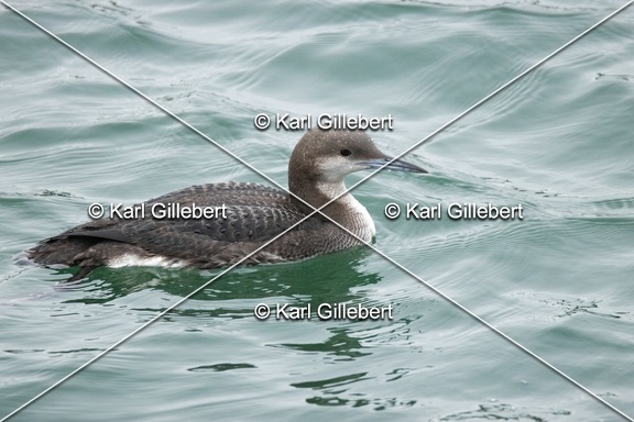 Karl-Gillebert-Plongeon-arctique-Gavia-arctica-9569