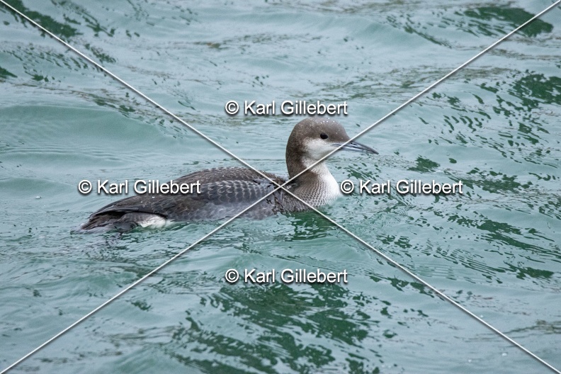 Karl-Gillebert-Plongeon-arctique-Gavia-arctica-0071