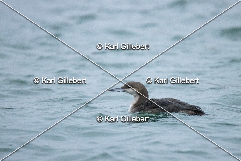 Karl-Gillebert-Plongeon-arctique-Gavia-arctica-0128.jpg