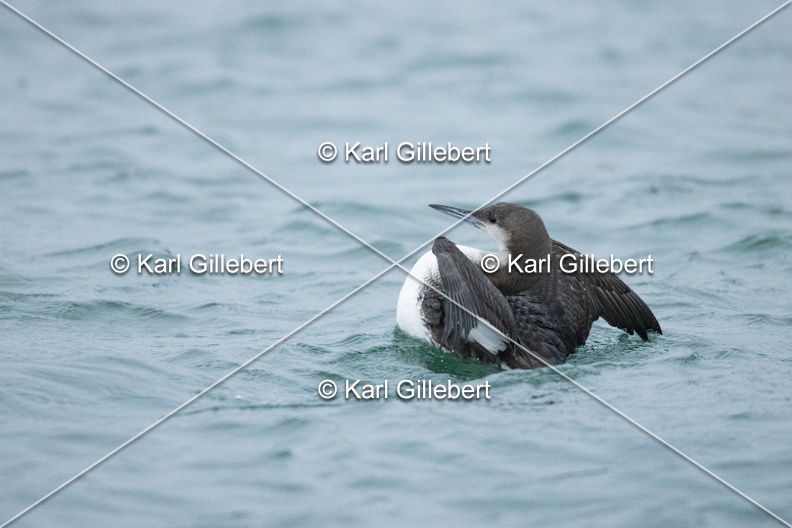 Karl-Gillebert-Plongeon-arctique-Gavia-arctica-0134.jpg