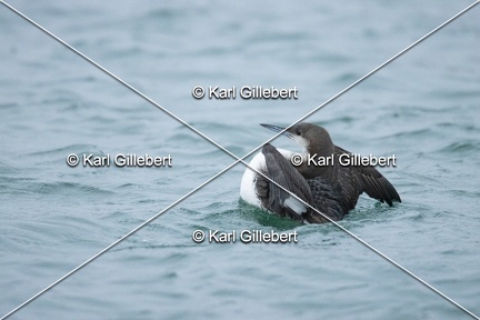 Karl-Gillebert-Plongeon-arctique-Gavia-arctica-0134
