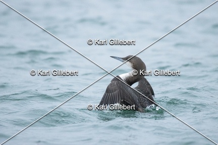 Karl-Gillebert-Plongeon-arctique-Gavia-arctica-0135