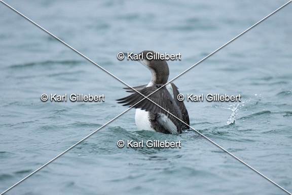 Karl-Gillebert-Plongeon-arctique-Gavia-arctica-0136