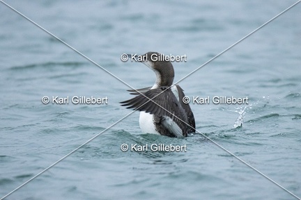 Karl-Gillebert-Plongeon-arctique-Gavia-arctica-0136
