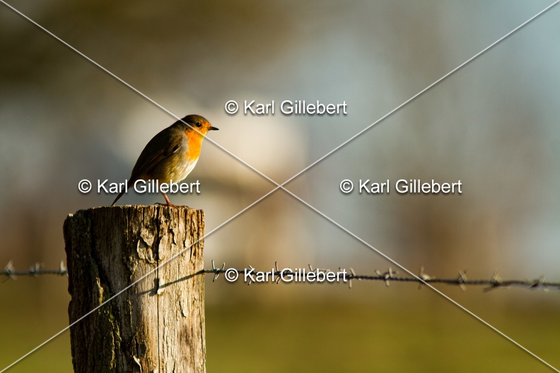 Karl-Gillebert-Rouge-gorge-familier-Erithacus-rubecula-4716.jpg