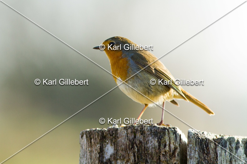 Karl-Gillebert-Rouge-gorge-familier-Erithacus-rubecula-4764.jpg