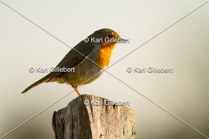 Karl-Gillebert-Rouge-gorge-familier-Erithacus-rubecula-4765