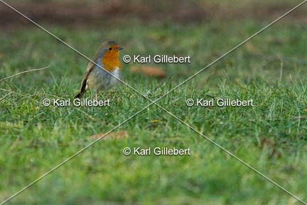 Karl-Gillebert-Rouge-gorge-familier-Erithacus-rubecula-6167