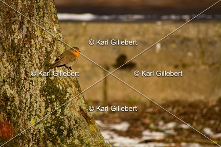 Karl-Gillebert-Rouge-gorge-familier-Erithacus-rubecula-3892