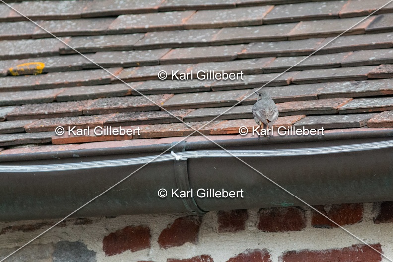 Karl-Gillebert-Rougequeue-noir-Phoenicurus-ochruros-4076.jpg