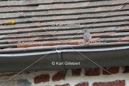 Karl-Gillebert-Rougequeue-noir-Phoenicurus-ochruros-4076