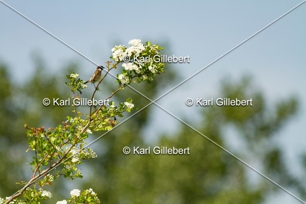 Karl-Gillebert-Tarier-patre-Saxicola-rubicola-4225