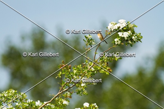 Karl-Gillebert-Tarier-patre-Saxicola-rubicola-4228