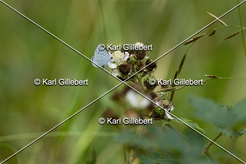 Karl-Gillebert-Azure-des-nerpruns-Celastrina-argiolus-2.jpg