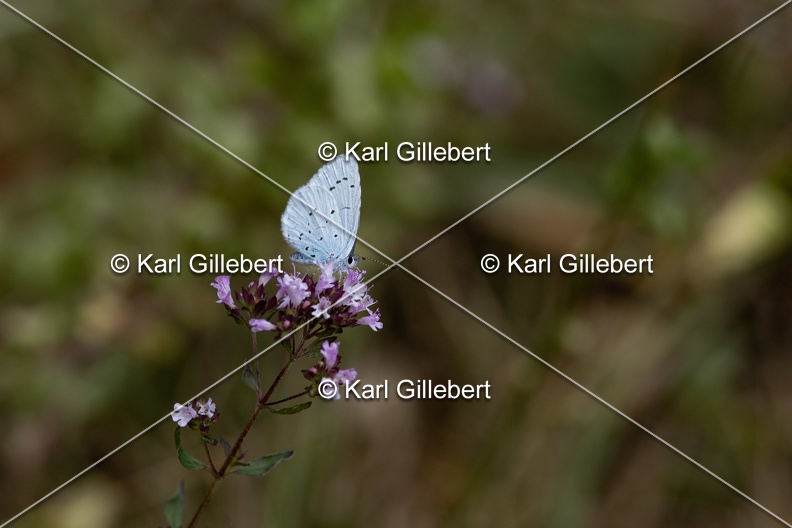 Karl-Gillebert-Azure-des-nerpruns-Celastrina-argiolus-2316.jpg