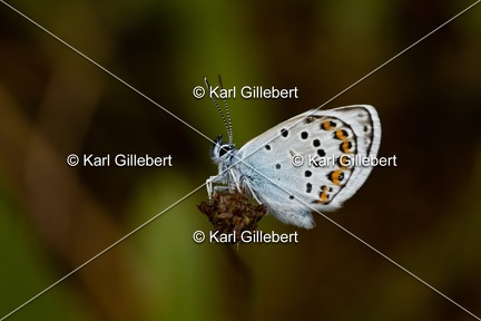 Karl-Gillebert-Azure-de-l-ajonc-Plebejus-argus-9037