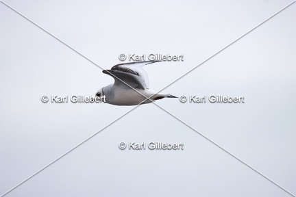 Karl-Gillebert-Mouette-de-Ross-Rhodostethia-rosea-9835