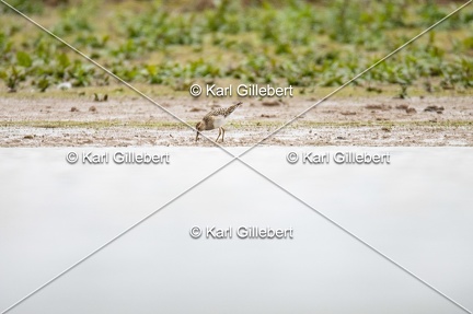 Karl-Gillebert-Becasseau-tachete-Calidris-melanotos-3771